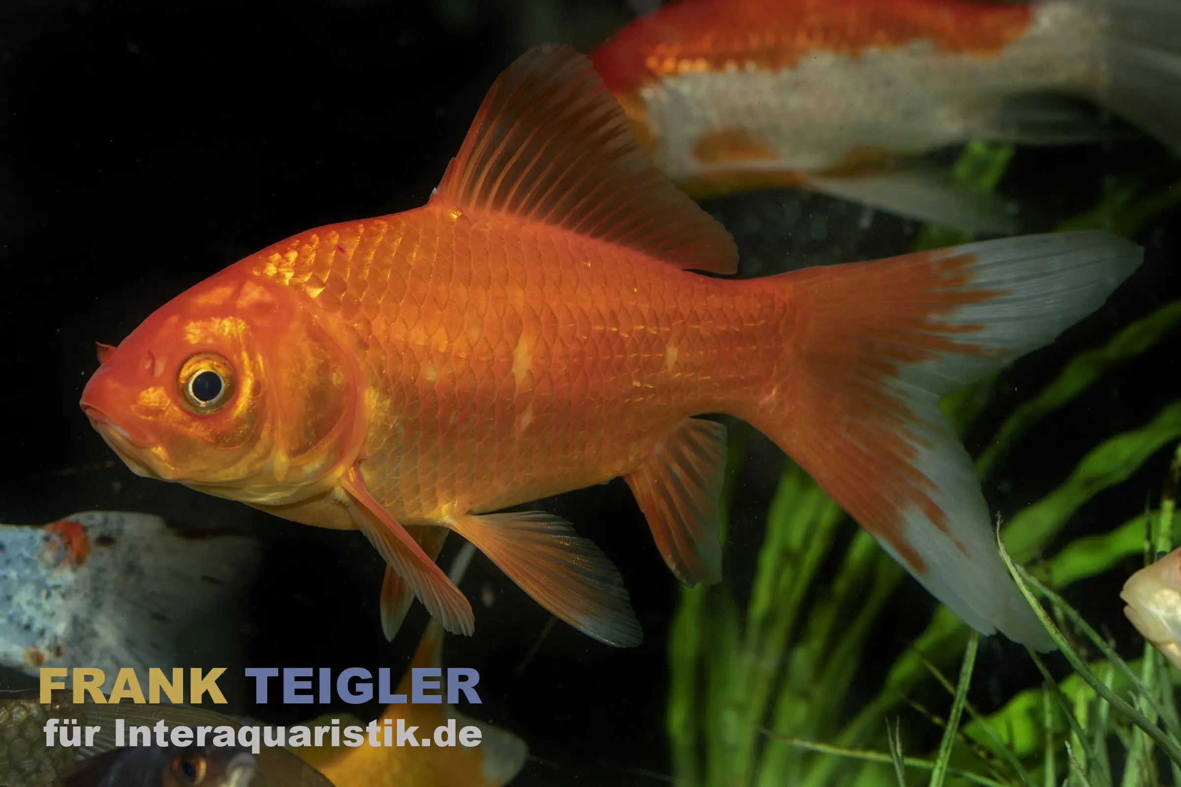 Goldfisch Komet rot XL, Carassius auratus