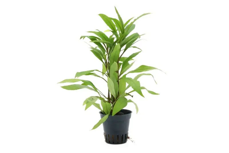 Großer Wasserfreund, Hygrophila angustifolia, im Topf