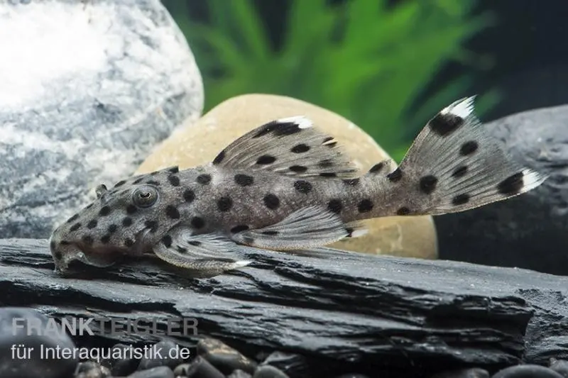 Weißspitzen-Rüsselzahnwels, L264, Leporacanthicus josemali, 10-12 cm