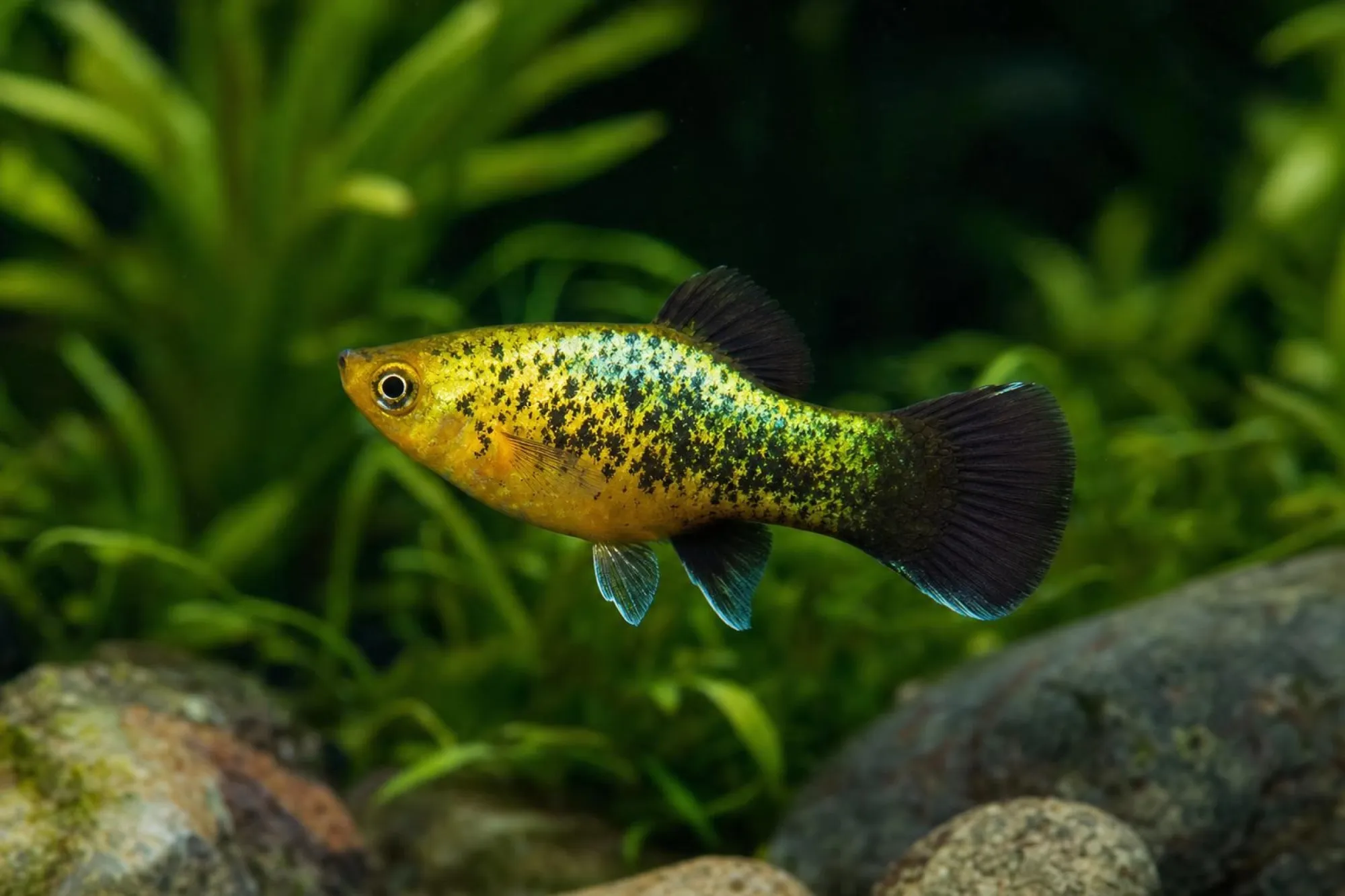 Kiwi-Platy, Xiphophorus maculatus