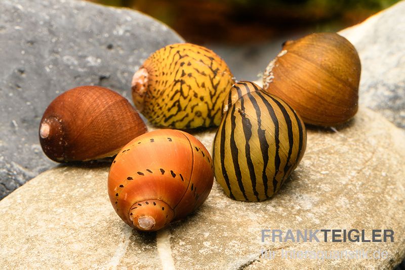 Rennschnecken-Bundle: 5x Rennschnecke im Farbmix