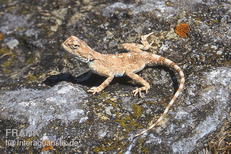 Wüstenagame, Agama mutabilis