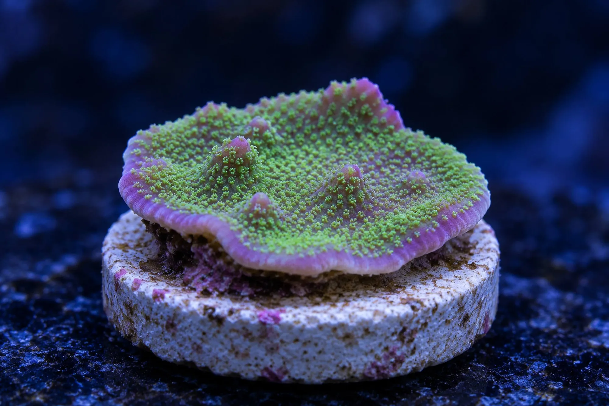 Montipora-Steinkoralle „Grün/Lila“ (Nachzucht), Montipora peltiformis, Größe S–M