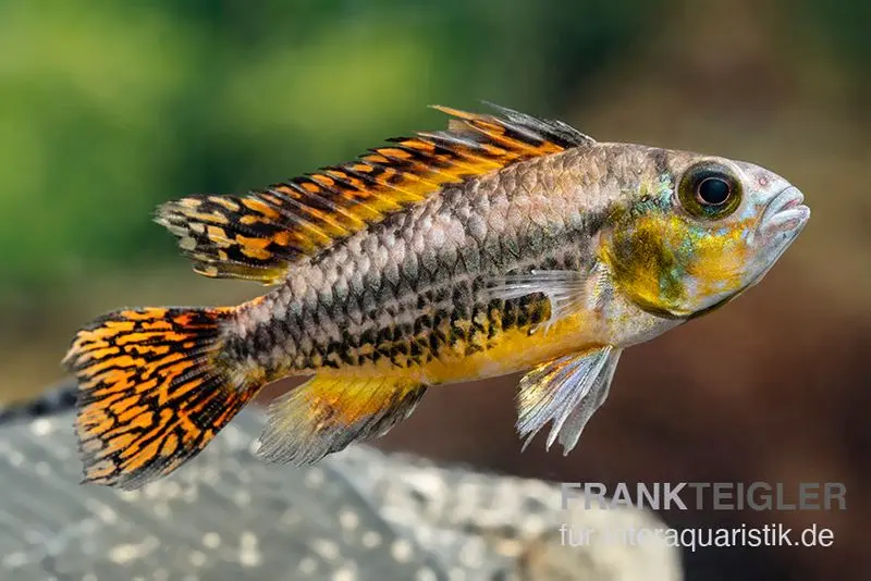 Kakaduzwergbuntbarsch rot, Apistogramma cacatuoides red