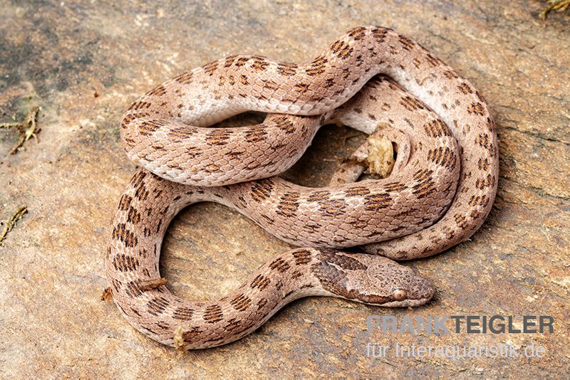 Gefleckte Nachtschlange, Hypsiglena torquata