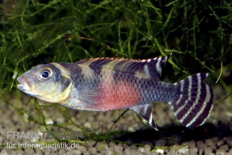 Transvestiten-Zwergbuntbarsch, Nanochromis transvestitus, NZ