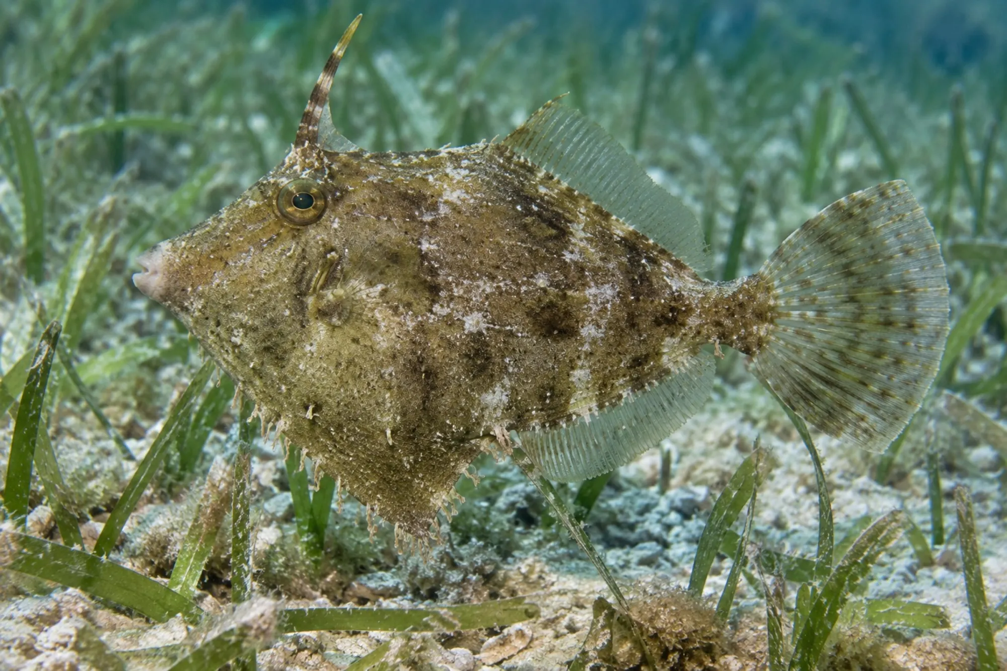 Gesäumter Feilenfisch, Monacanthus ciliatus