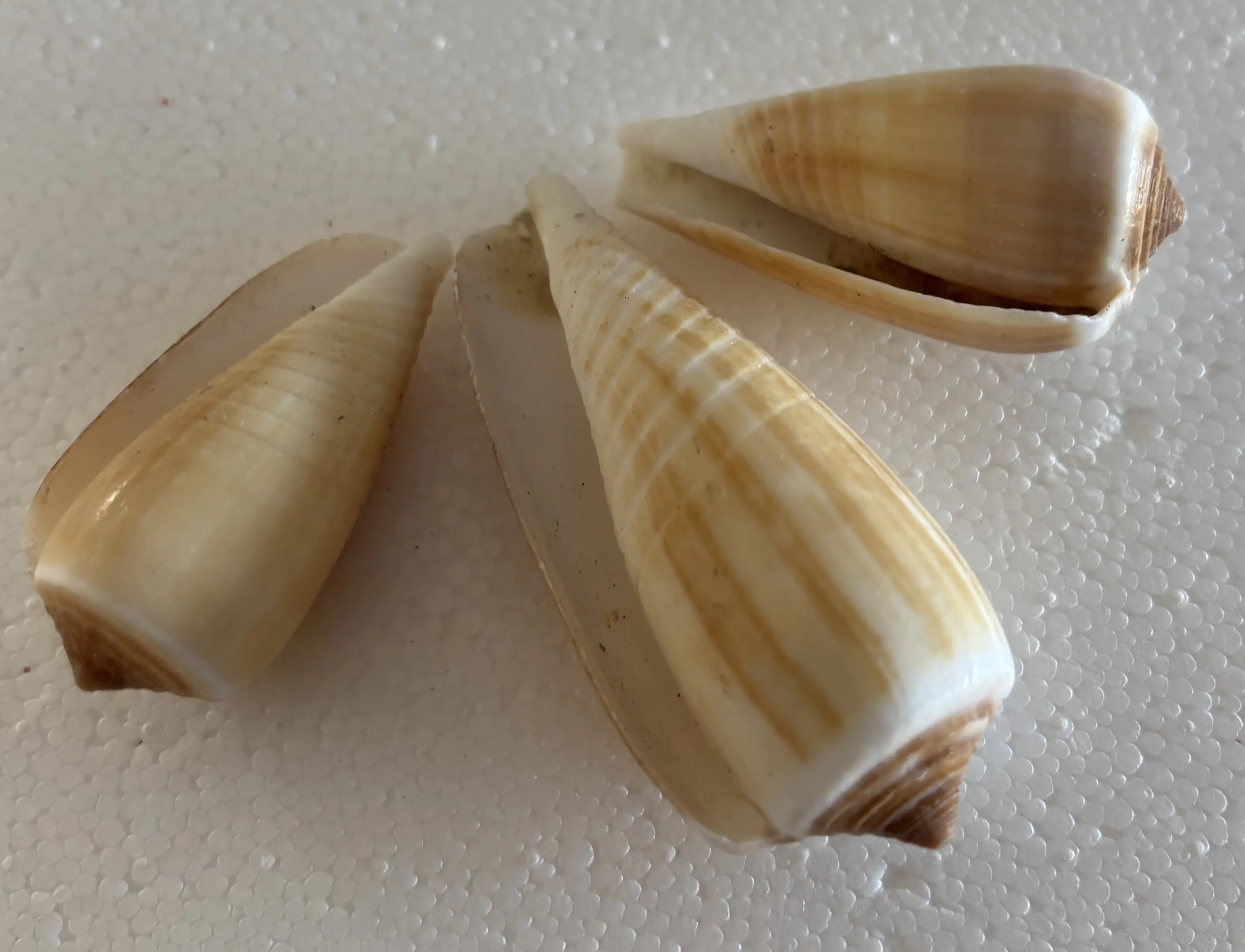 Schneckenhaus glatt, beige-braun, 4-7 cm, 3 Stück