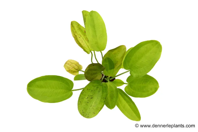 Froschlöffel "Getüpfelter Harbich", Dschungelstar Nr. 9 "Getüpfelter Harbich", im Topf