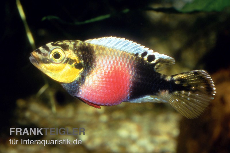 Augenfleck-Prachtbarsch, Pelvicachromis subocellatus matadi, paarweise