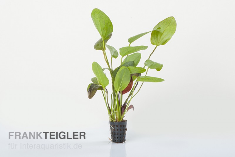 Ozelot-Schwertpflanze, Echinodorus sp., XL-Pflanze, Mutterpflanze