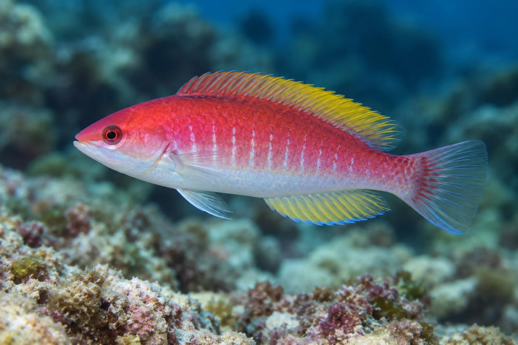 Gelbrücken Zwerglippfisch, Cirrhilabrus flavidorsalis