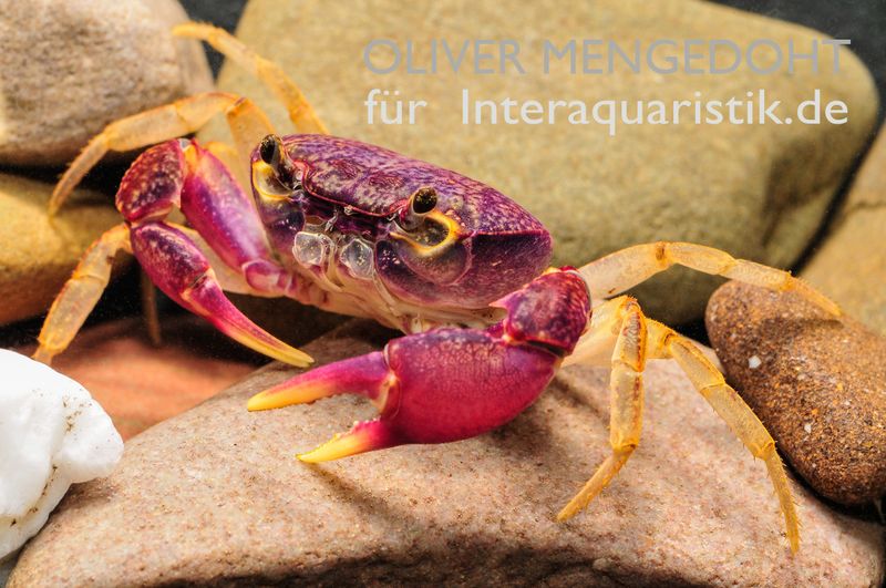 Lila Süßwasserkrabbe, Globithelphusa "indian lilac", Paar (1 Männchen + 1 Weibchen)