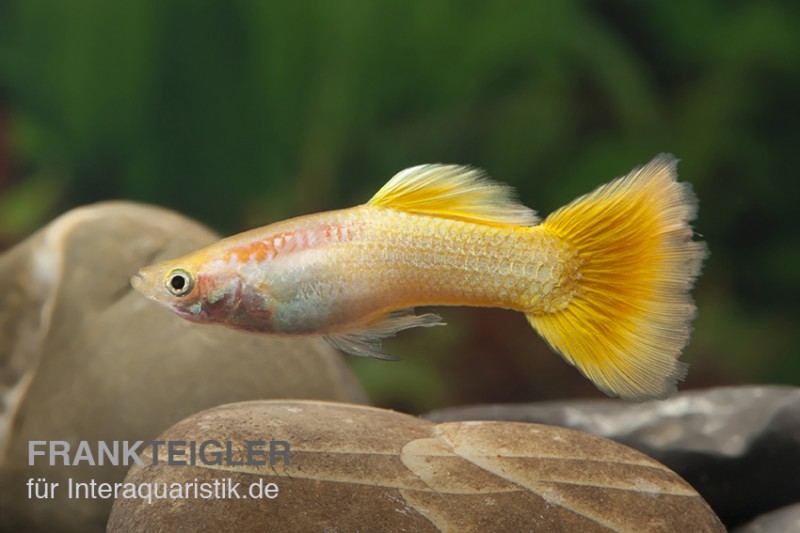 Guppy neongelb, Poecilia reticulata, Guppy Männchen