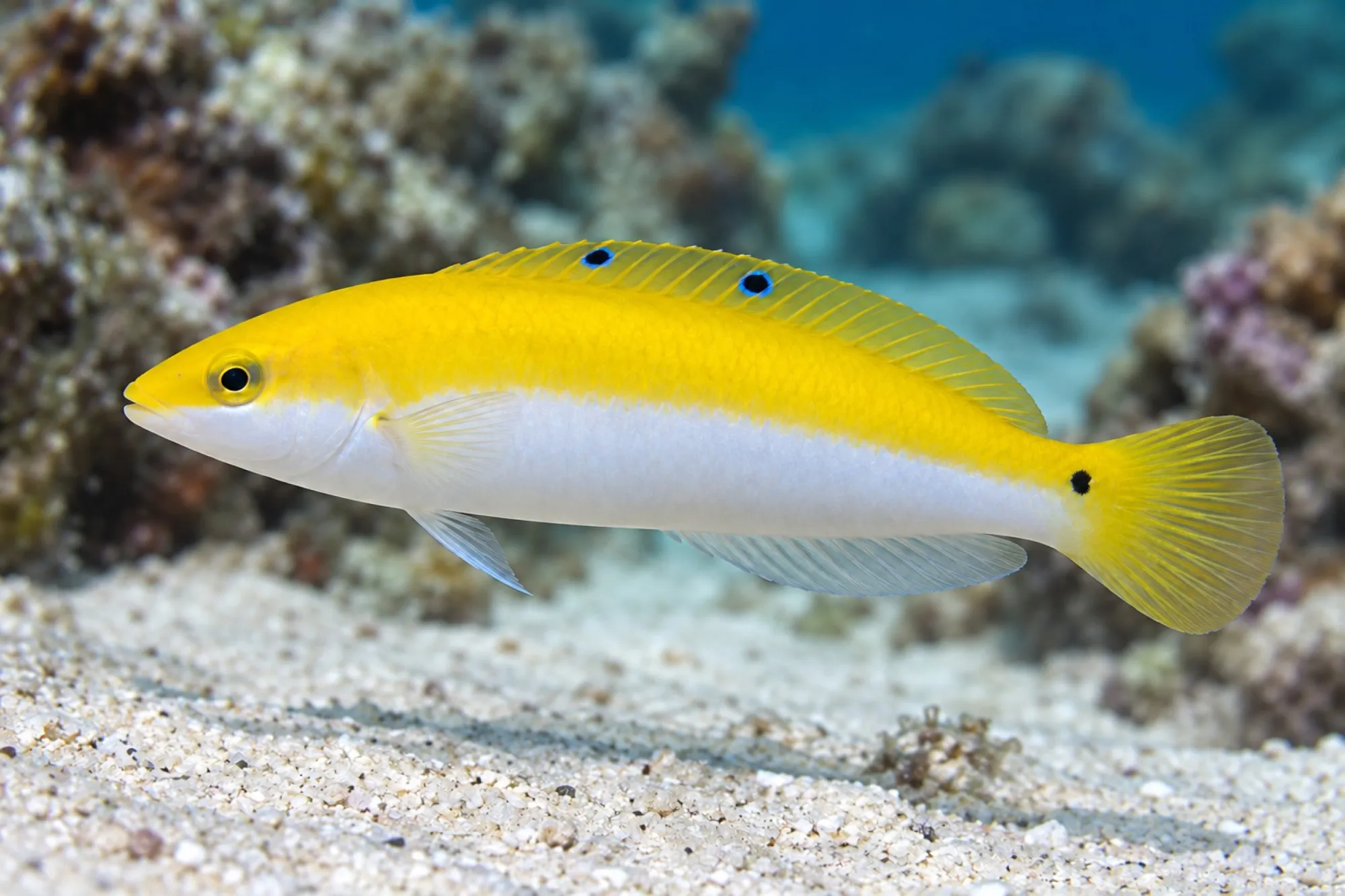 Indischer Kanarien Lippfisch, Halichoeres leucoxanthus