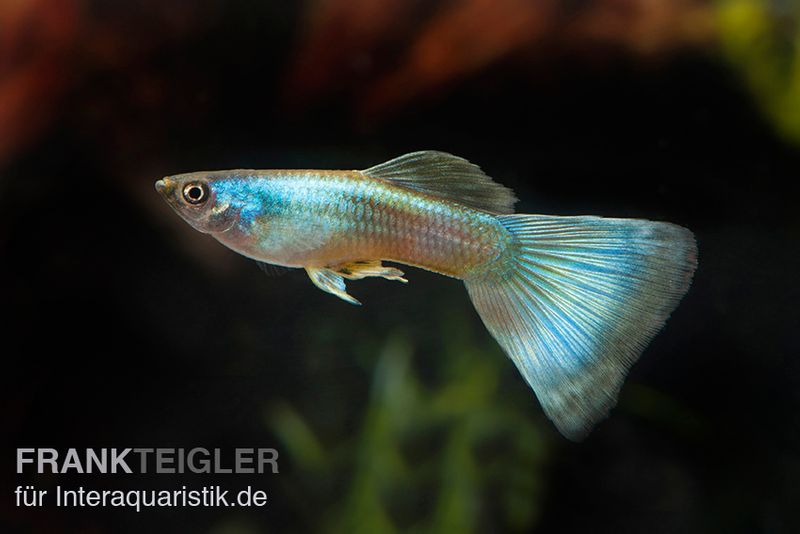 Guppy Moskau grün, Poecilia reticulata