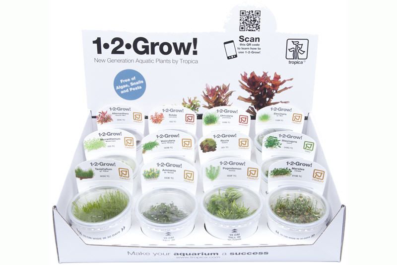 1-2-Grow Box, In-Vitro-Sortiment, 24 Portionen