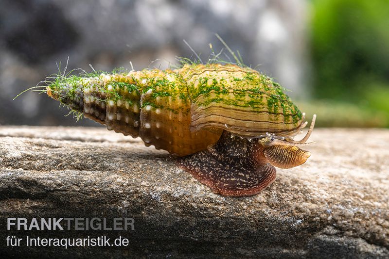 Genoppte Turmdeckelschnecke, Tarebia granifera