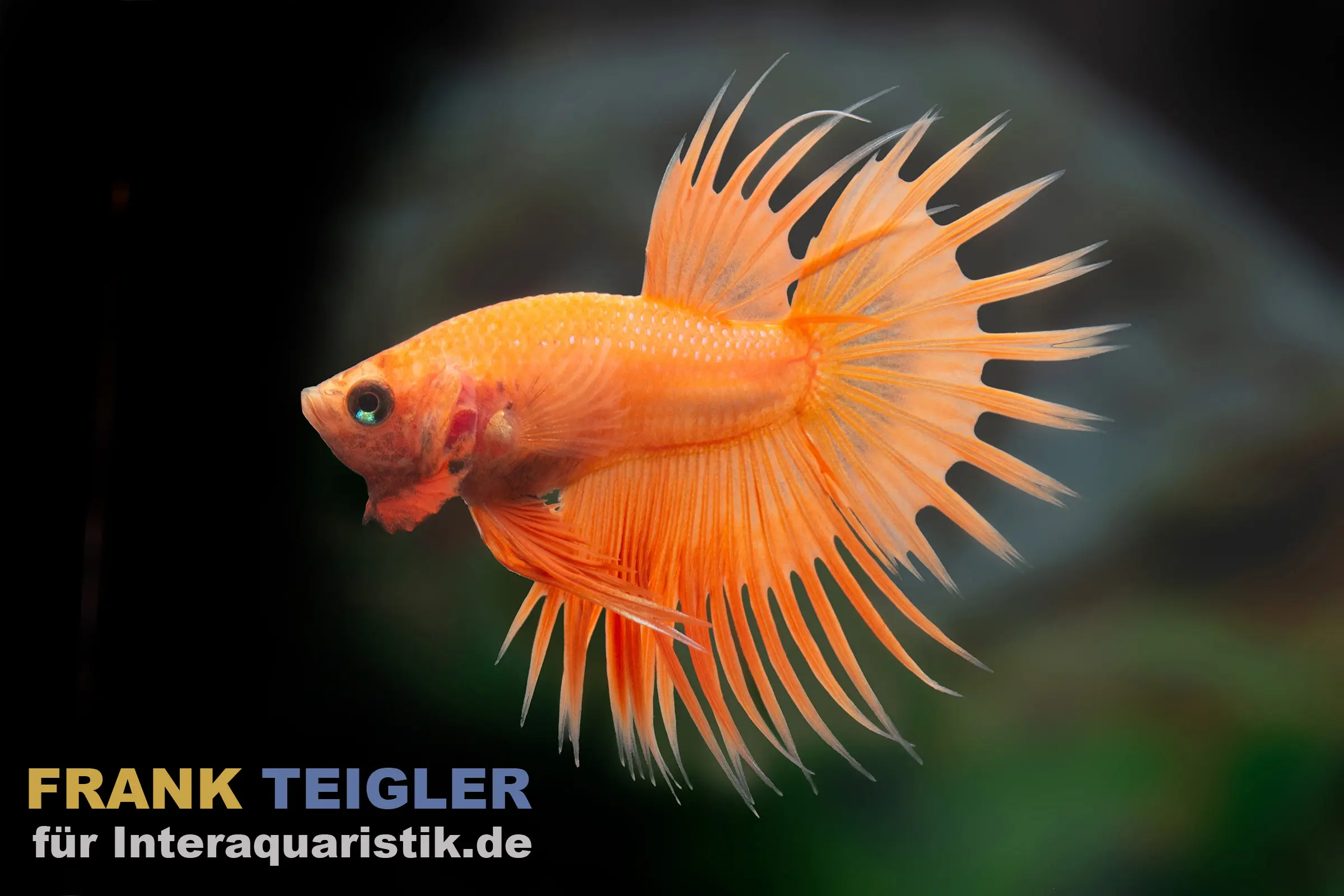Seitenaufnahme eines orangefarbenen Crowntail-Kampffischs (Betta splendens) mit auffächernden, gezackten Flossen vor dunklem Hintergrund, geeignet als Aquaristik-Produktbild