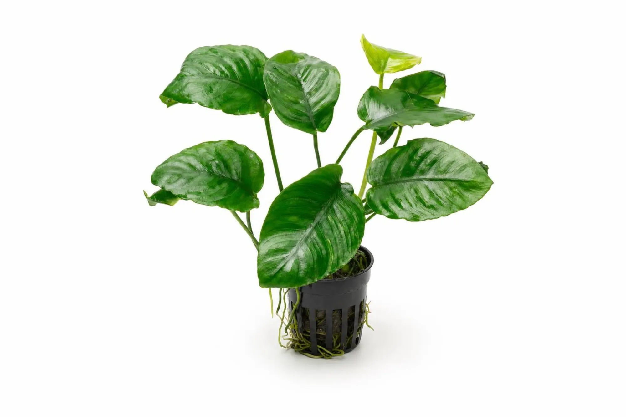 Breitblättriges Speerblatt „Wrinkle Leaf“, Anubias barteri, Topfpflanze
