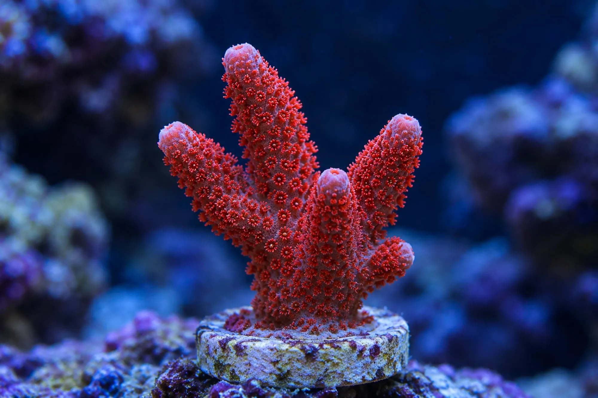 Montipora-Steinkoralle „Rot“ (Nachzucht), Montipora digitata, Größe S–M