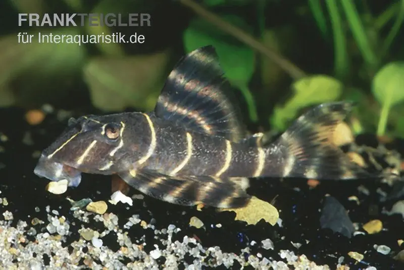 Clown-Pleco, L104, Panaqolus maccus (Zierbinden-Zwergschilderwels)