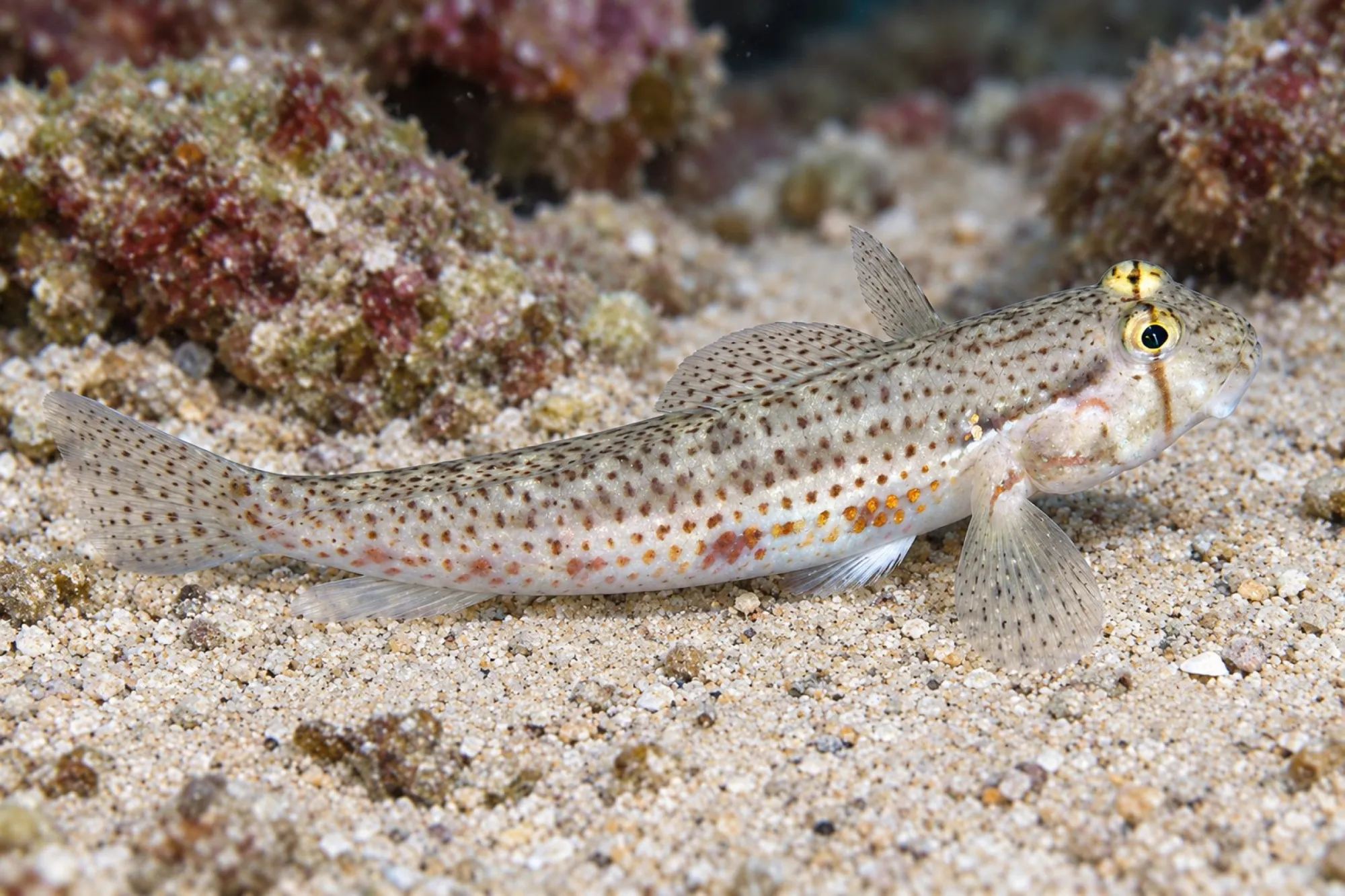 Goldpunktgrundel, Gnatholepis thompsoni