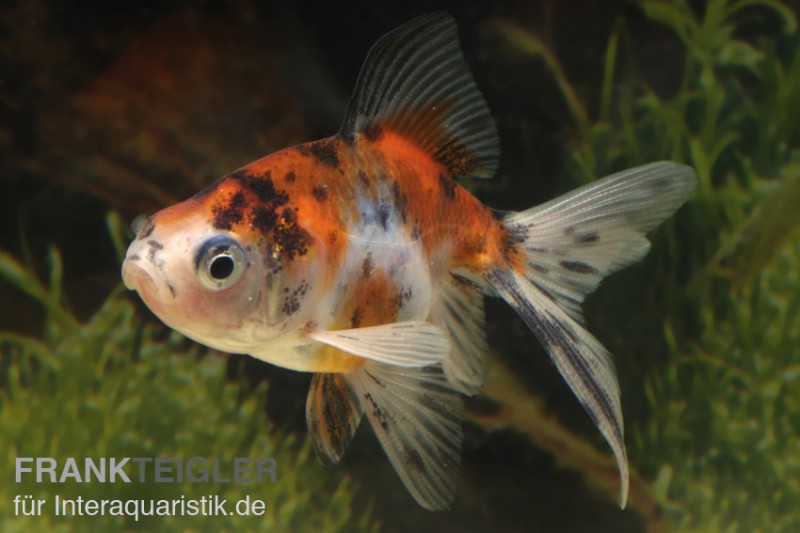 Schleierschwanz / Oranda MIX, Carassius auratus, (Kaltwasser)