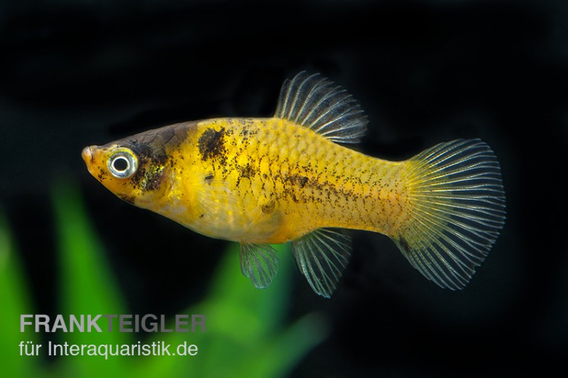 Hummel Platy, Xiphophorus maculatus