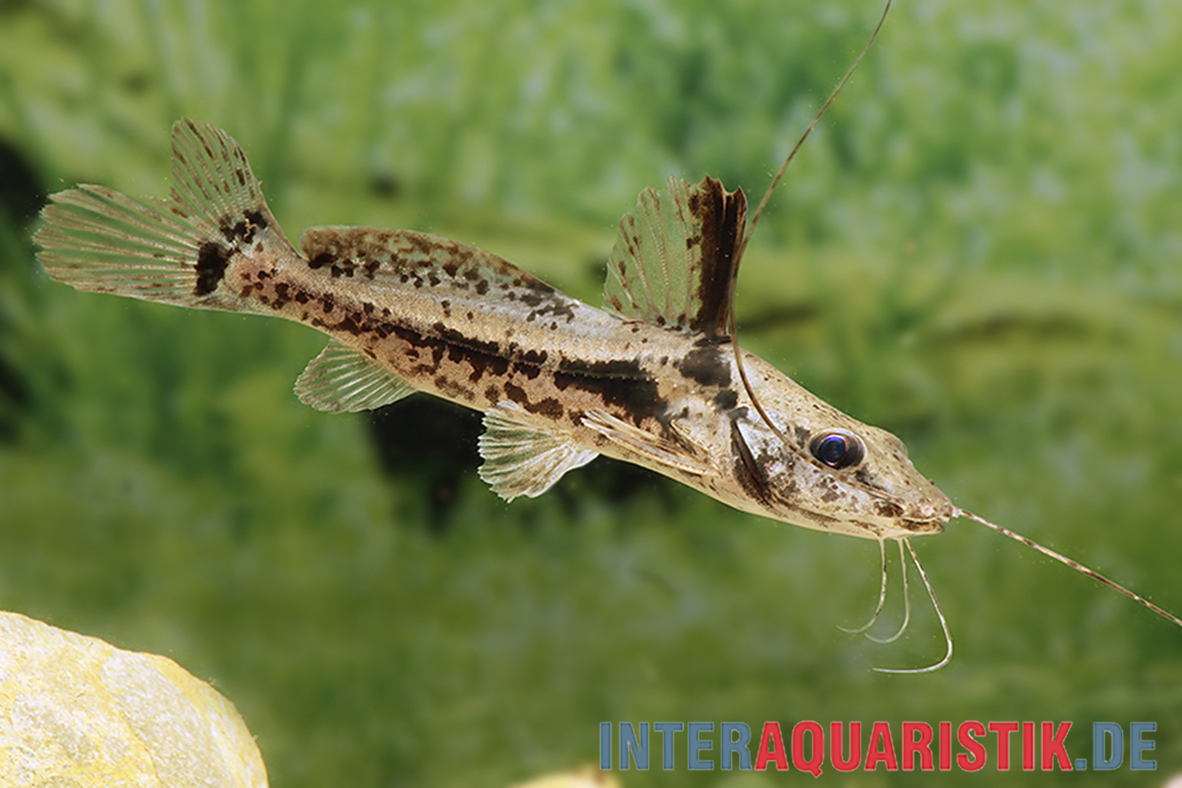 Pferdekopf-Antennenwels, Goeldiella eques, 6-9 cm