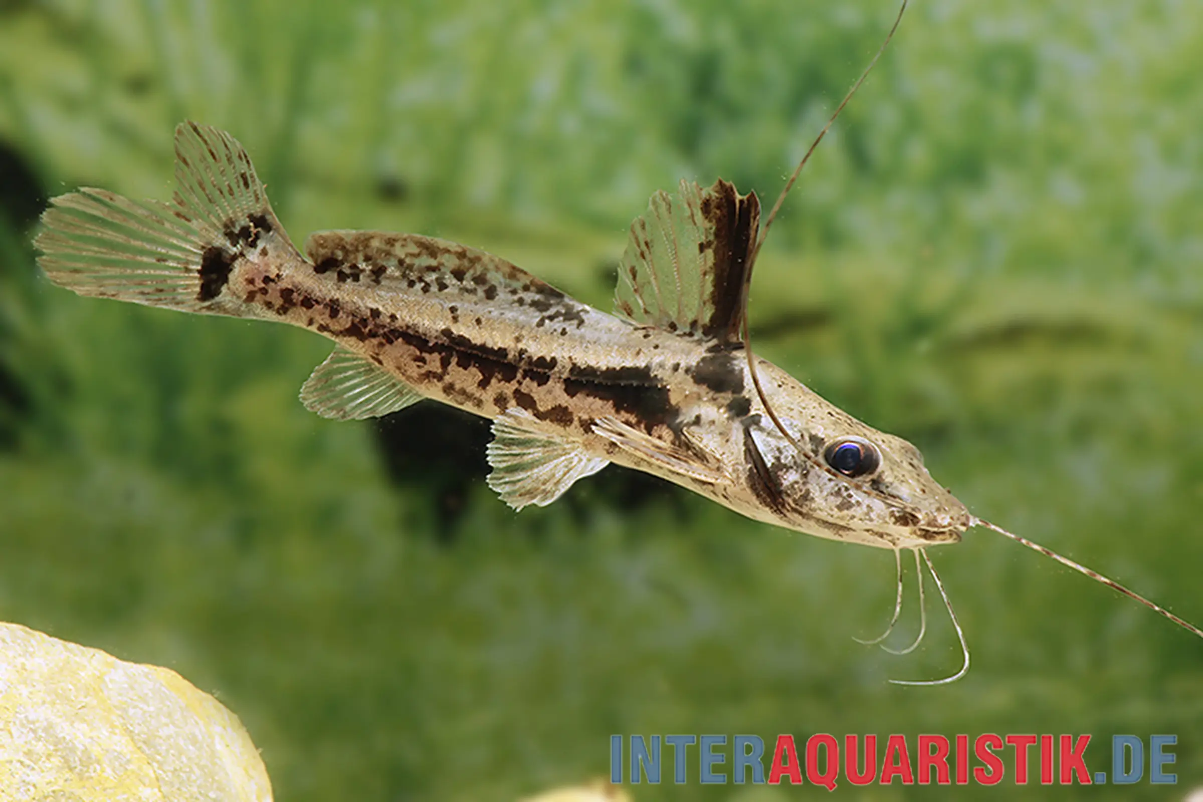 Pferdekopf-Antennenwels, Goeldiella eques, 6-9 cm