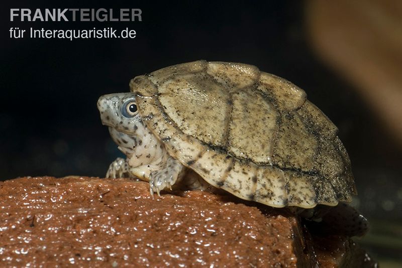 Dach-Moschusschildkröte, Sternotherus carinatus