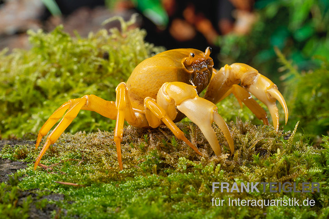 Banana-Crab, Terrathelphusa sp., Zufällig ausgewählt