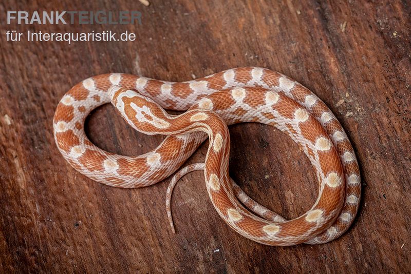 Kornnatter, Pantherophis guttatus BUTTER