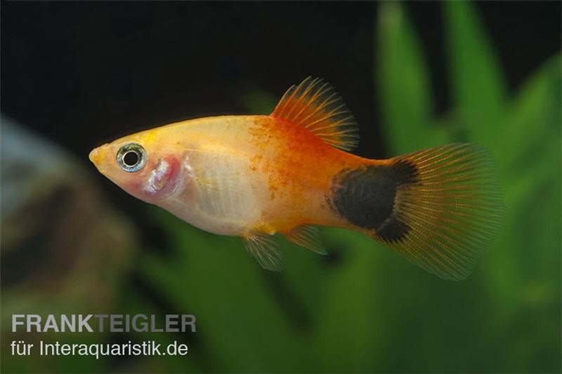 Goldener Mickey Mouse Platy, Xiphophorus maculatus