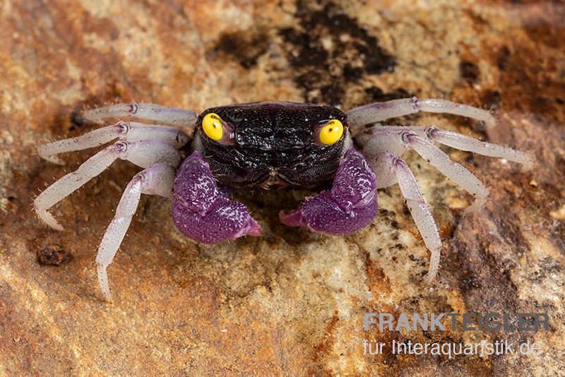 Purpuralba-Vampirkrabbe, Geosesarma sp. lilaweiss, Zufällig ausgewählt