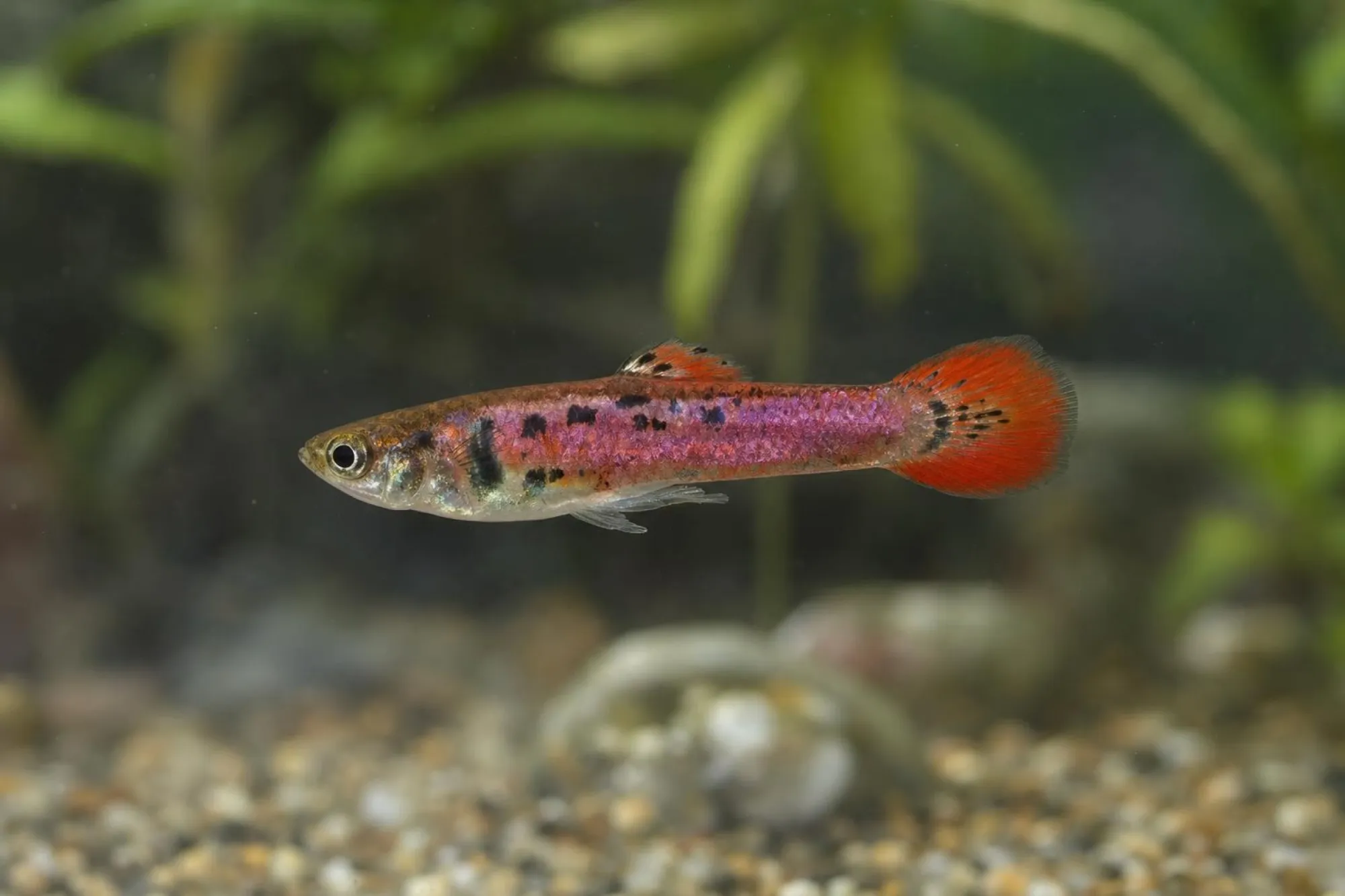 Pink-Tiger-Endler-Guppy, Männchen, Poecilia wingei