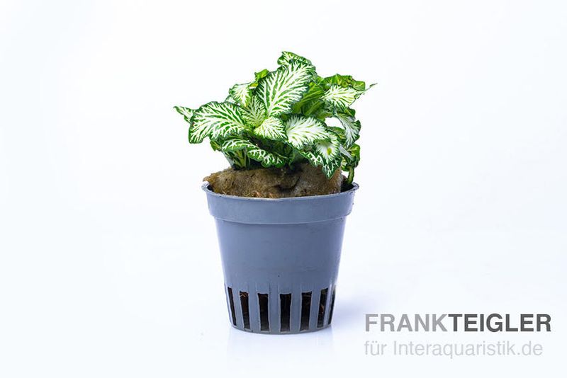 Grüne Fittonia, Fittonia verschaffeltii (Terrariumpflanze), im Topf