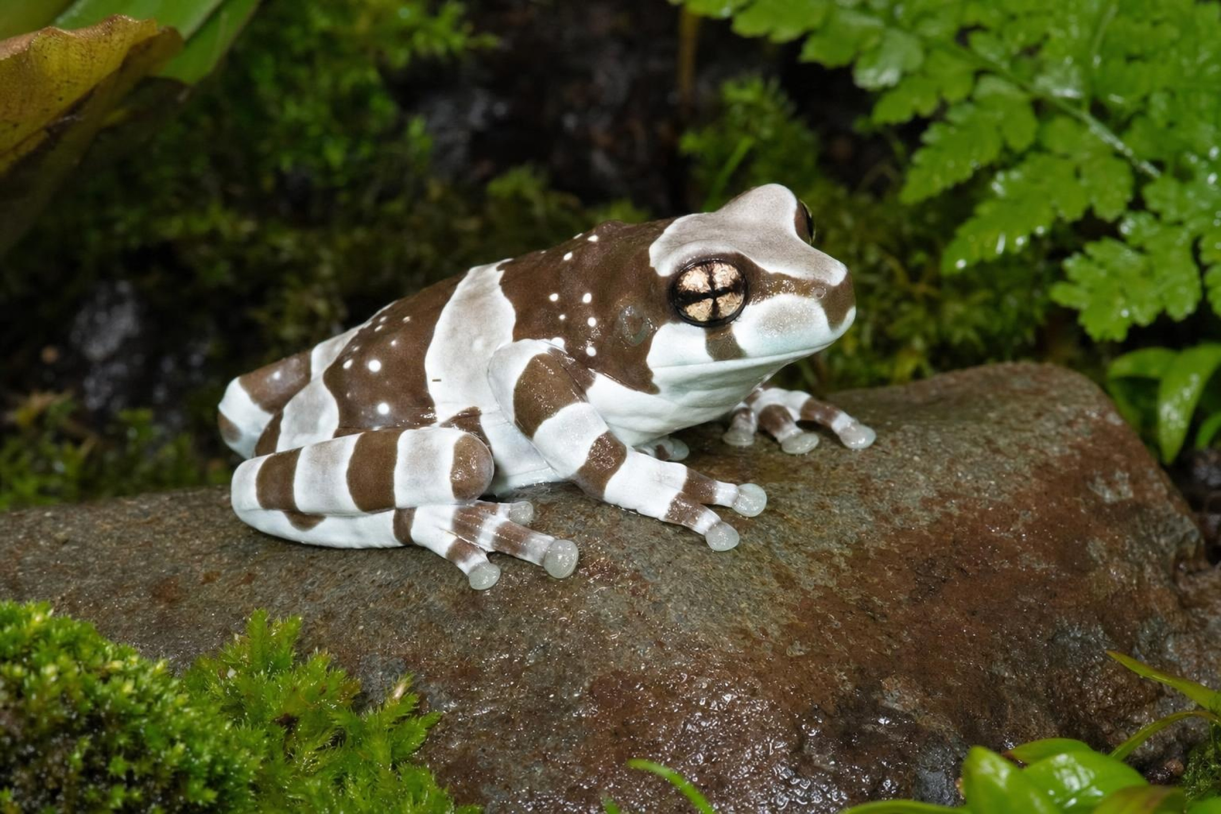 Baumhöhlen-Krötenlaubfrosch, Trachycephalus resinifictrix