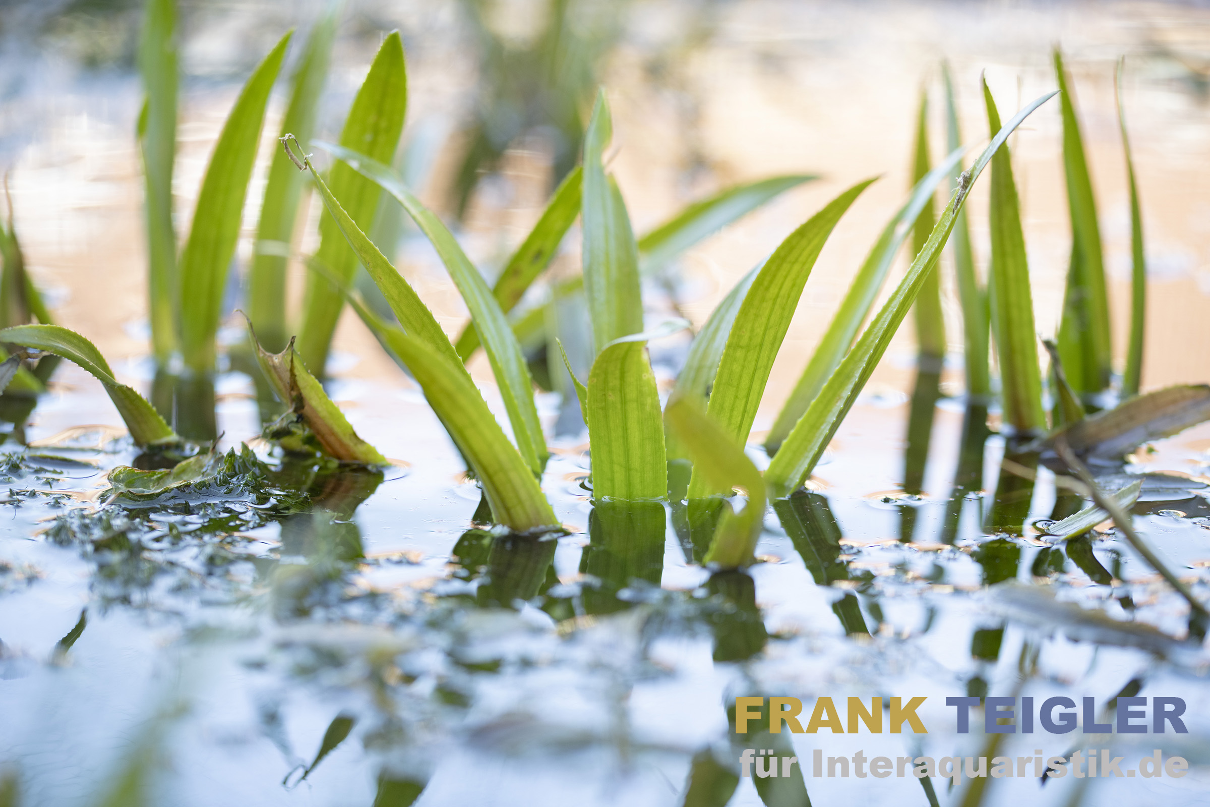 Krebsschere/Wasseraloe, Stratiotes aloides, lose Pflanze