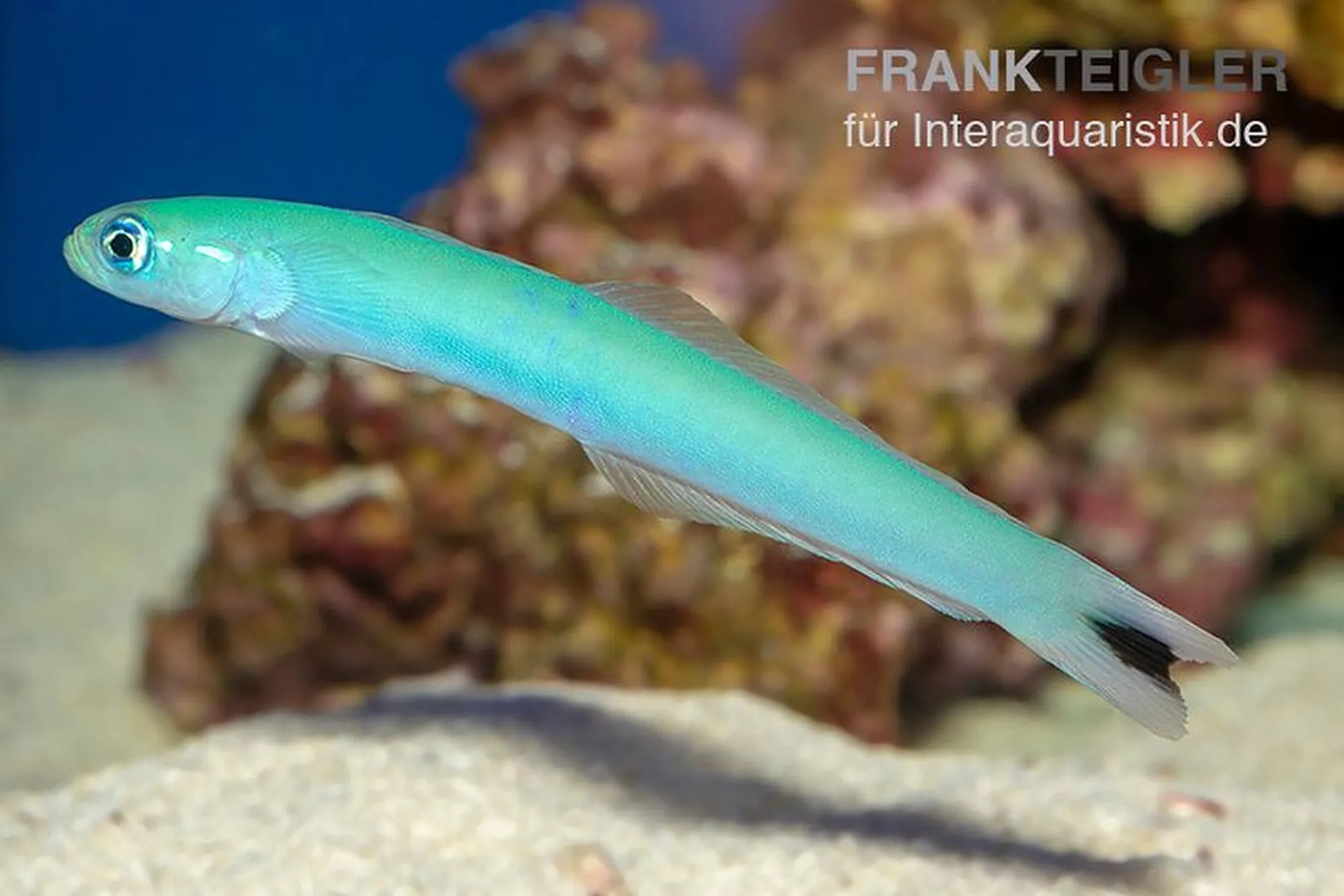 Schwanzfleck-Torpedogrundel, Ptereleotris heteroptera