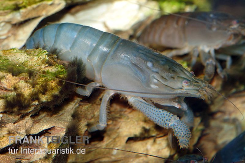 Blaue Monsterfächergarnele, Atya gabonensis, Größe S (3-4 cm)