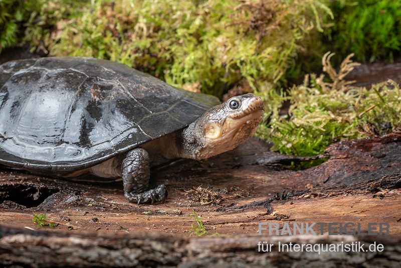 Buckelschildkröte, Phrynops gibbus