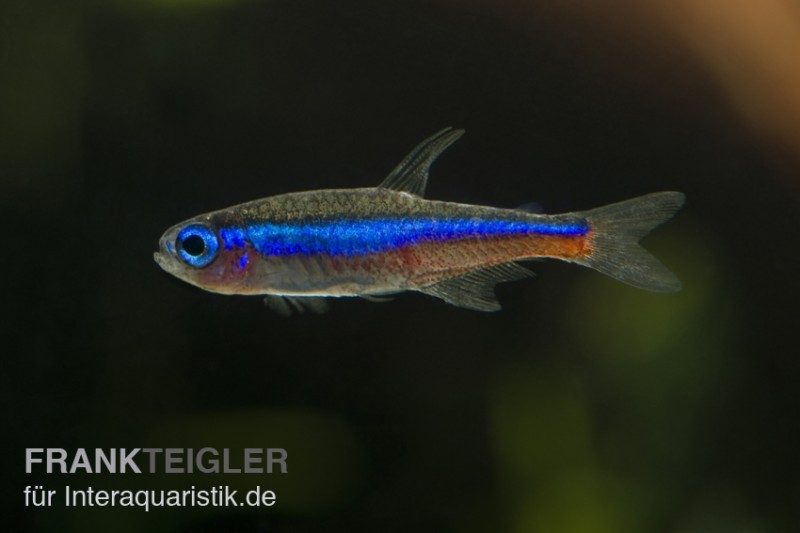 Blauer Neon, Paracheirodon simulans