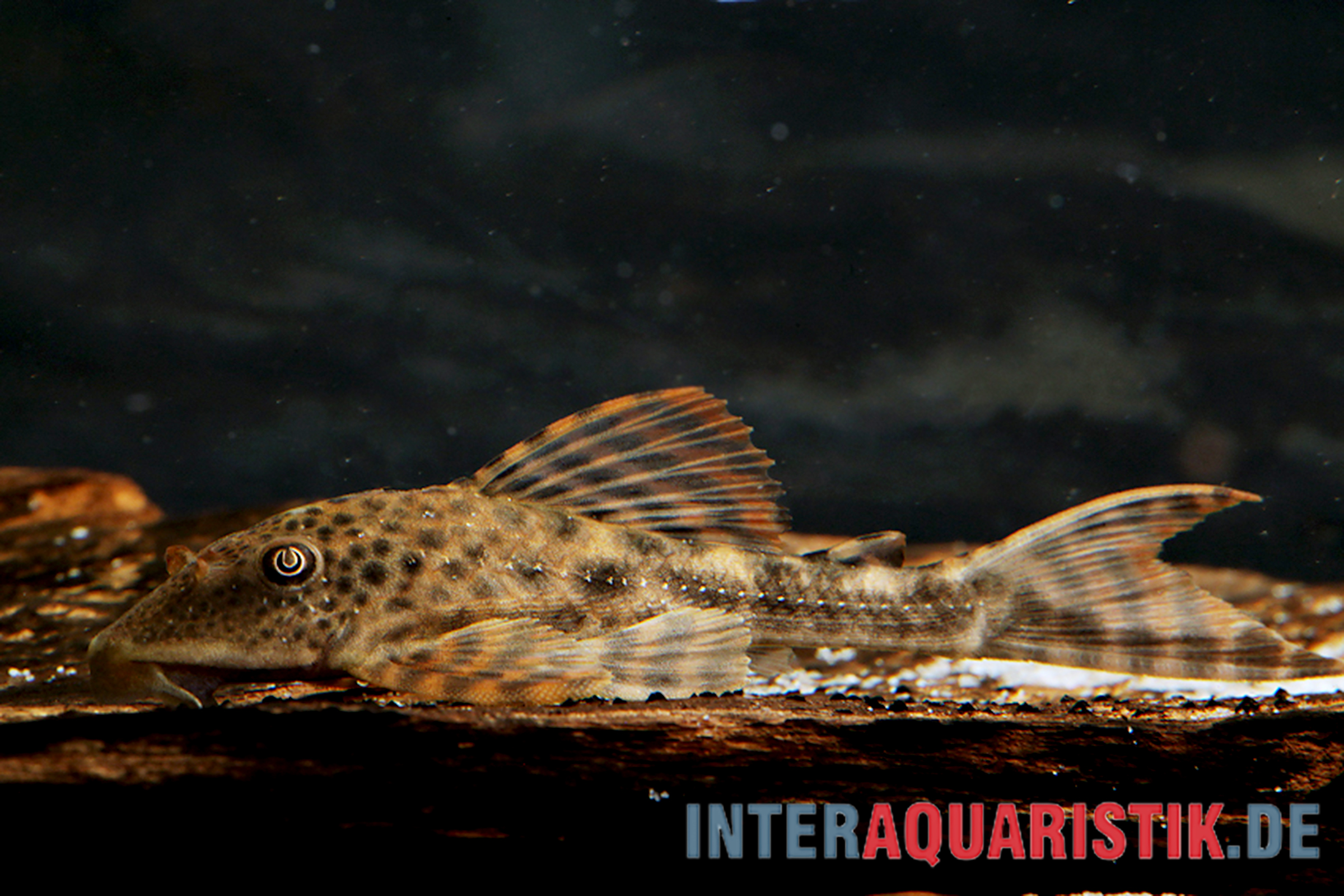 Boulengers Schilderwels, Hypostomus boulengeri, 8-16 cm