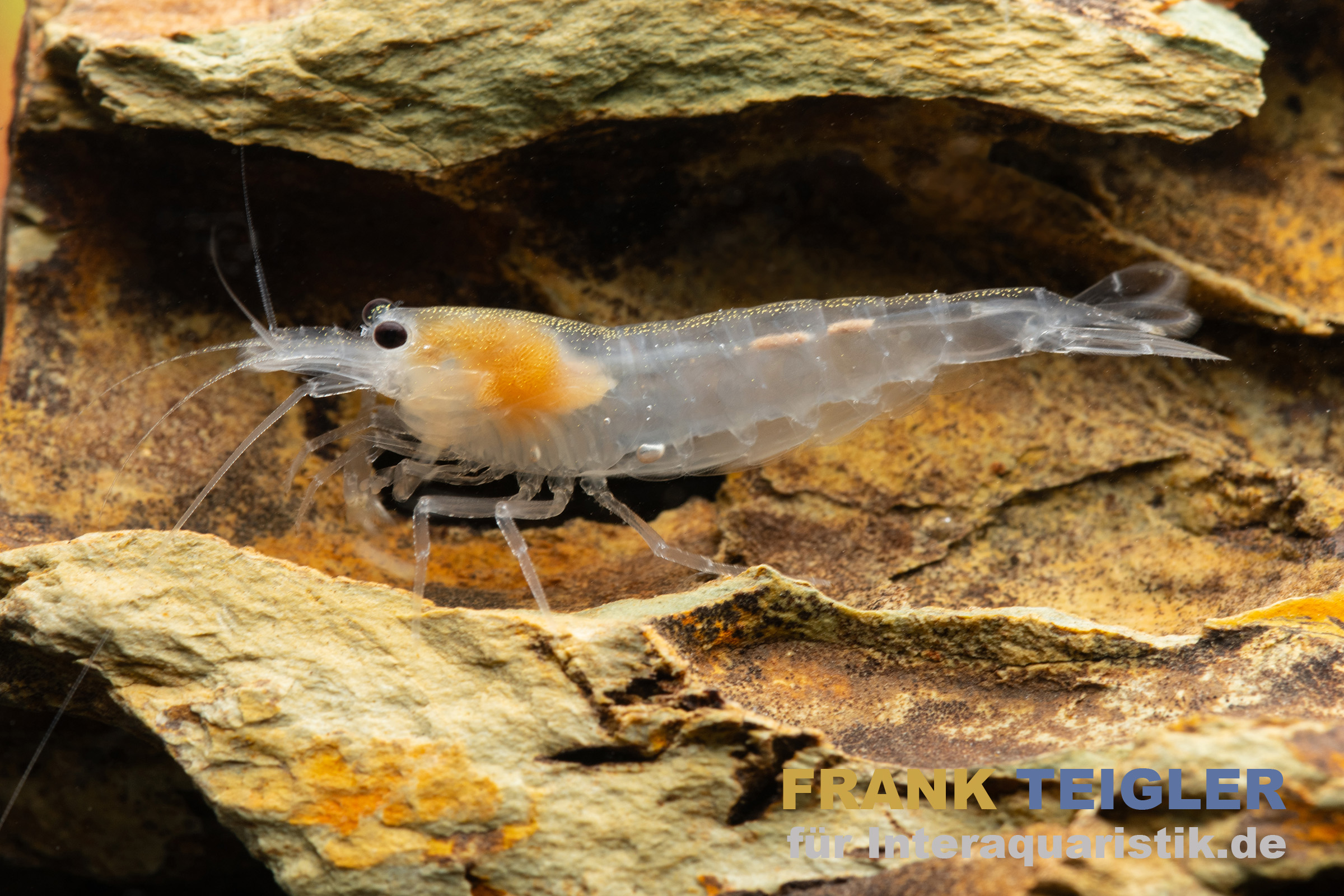 Snow Amanogarnele, Caridina multidentata "Snow"