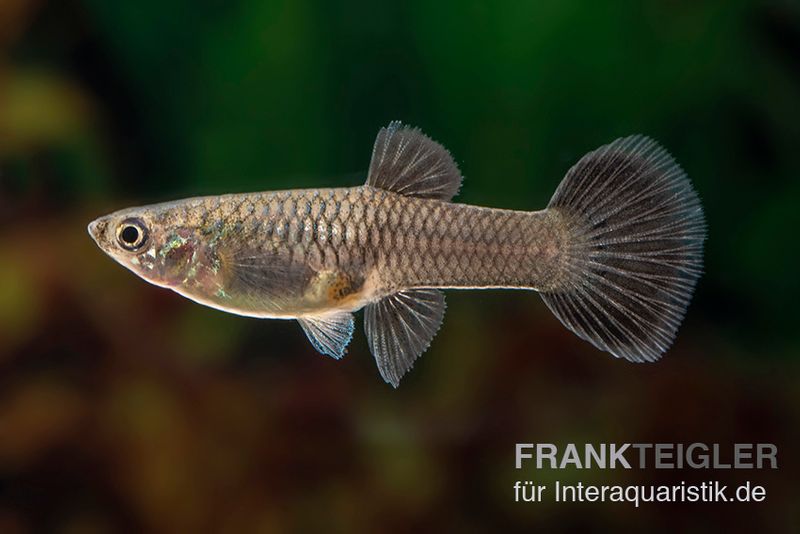 Guppy moskaublau, Poecilia reticulata, Weibchen