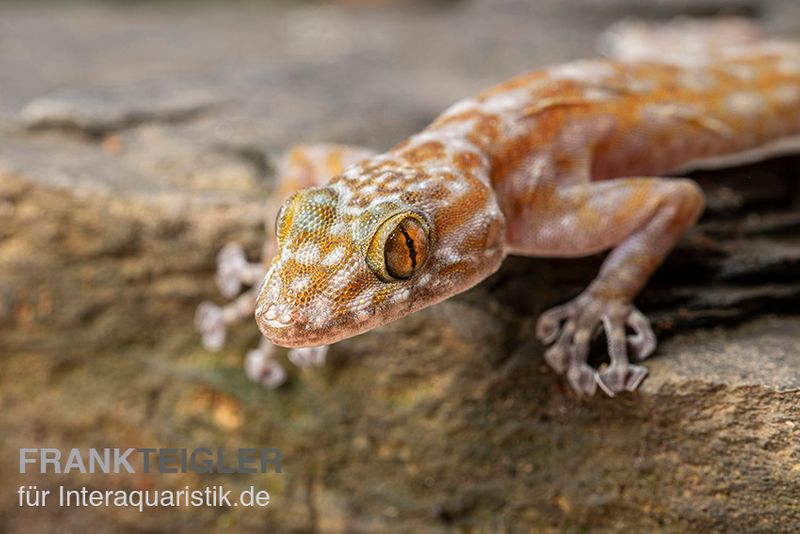 Fächerfingergecko, Ptyodactylus ragazzi