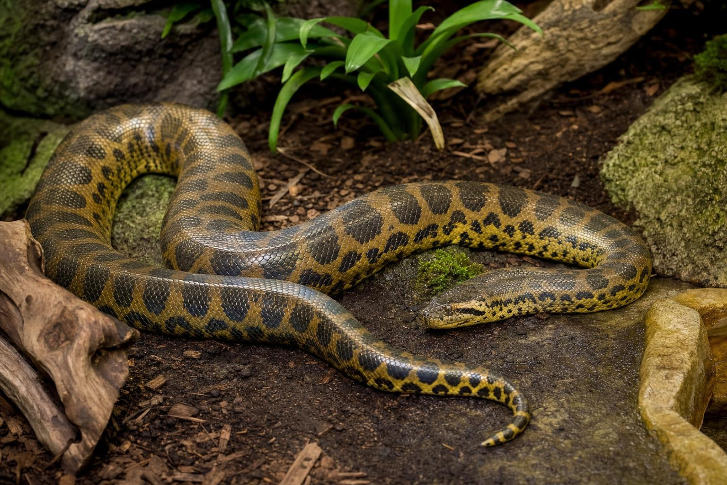 Gelbe Anakonda, Eunectes notaeus