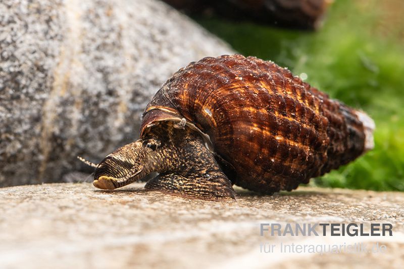 Genoppte Turmdeckelschnecke, Tarebia granifera